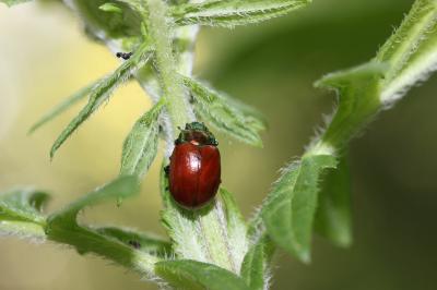  Chrysolina polita (Linnaeus, 1758)