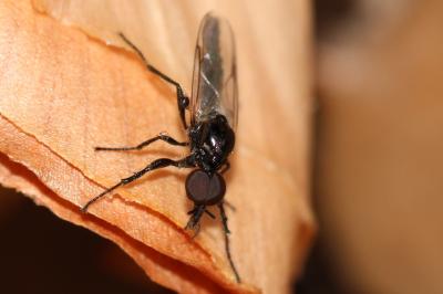  Dilophus femoratus Meigen, 1804