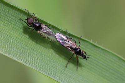  Dilophus femoratus Meigen, 1804