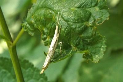  Ypsolopha mucronella (Scopoli, 1763)