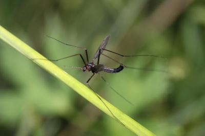  Nigrotipula nigra (Linnaeus, 1758)