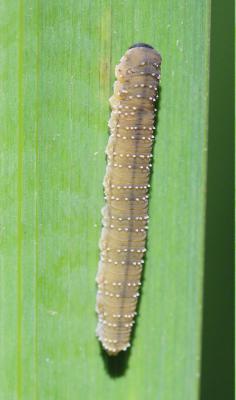  Rhadinoceraea micans (Klug, 1816)