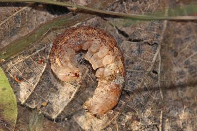 Méticuleuse (La) Phlogophora meticulosa (Linnaeus, 1758)