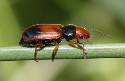 Diachrome allemand Diachromus germanus (Linnaeus, 1758)