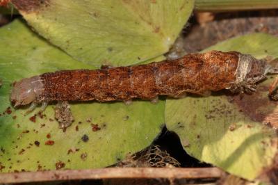 Méticuleuse (La) Phlogophora meticulosa (Linnaeus, 1758)