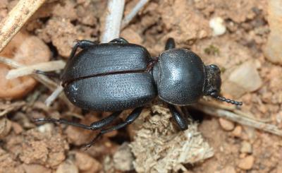  Scaurus atratus Fabricius, 1775