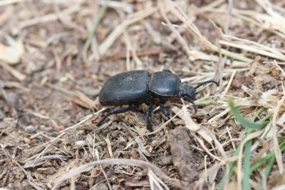  Scaurus atratus Fabricius, 1775
