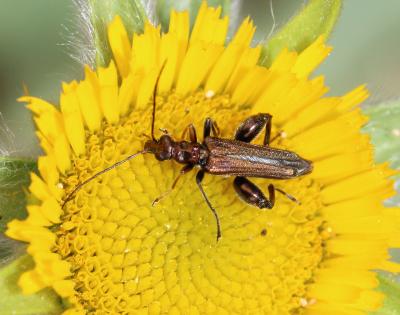  Oedemera flavipes (Fabricius, 1792)