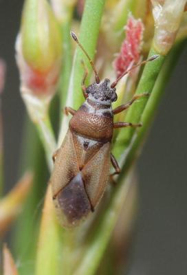 Cymus melanocephalus Fieber, 1861