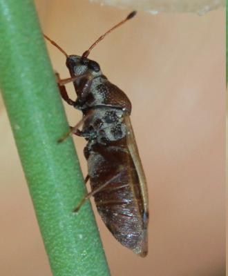  Cymus melanocephalus Fieber, 1861