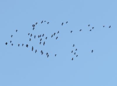 Grue cendrée Grus grus (Linnaeus, 1758)