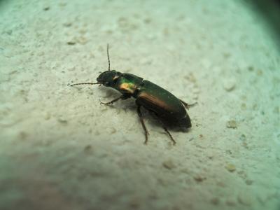  Harpalus Latreille, 1802