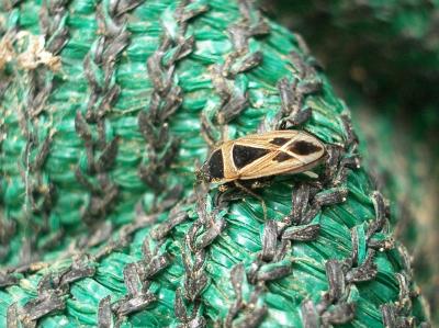  Xanthochilus minusculus (Reuter, 1885)