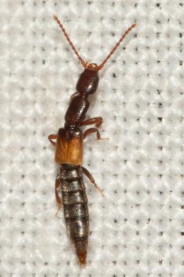  Lathrobium Gravenhorst, 1802