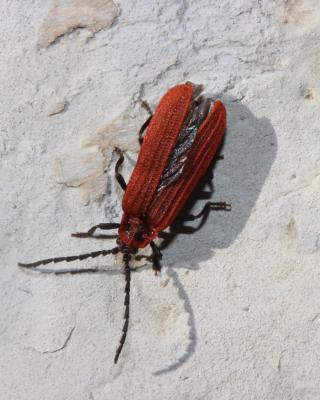  Lopheros rubens (Gyllenhal, 1817)