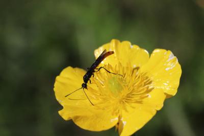  Calameuta pygmaea (Poda, 1761)