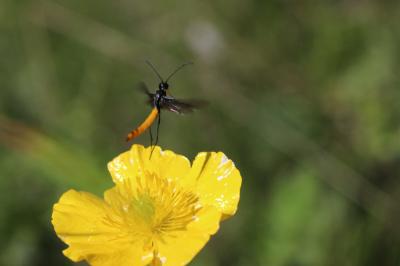  Calameuta pygmaea (Poda, 1761)