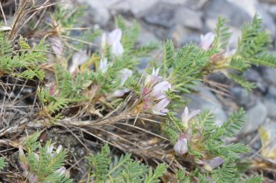 Astragale toujours vert Astragalus sempervirens Lam., 1783