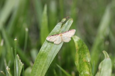 Acidalie roussie (L'), Phalène à côte rousse (La) Idaea humiliata (Hufnagel, 1767)