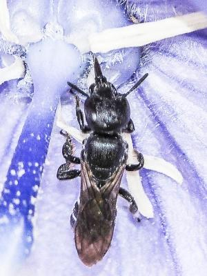  Chelostoma rapunculi (Lepeletier, 1841)