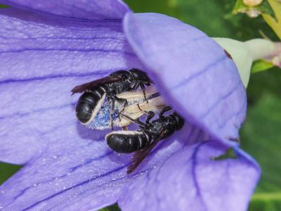  Chelostoma rapunculi (Lepeletier, 1841)