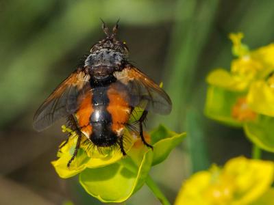  Tachina magnicornis (Zetterstedt, 1844)