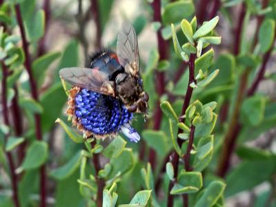  Peleteria meridionalis (Robineau-Desvoidy, 1830)