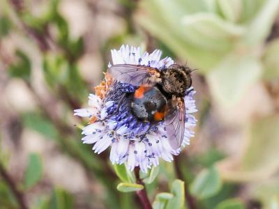  Peleteria meridionalis (Robineau-Desvoidy, 1830)