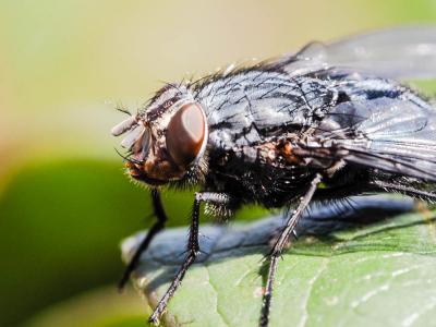  Calliphora vicina Robineau-Desvoidy, 1830