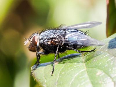  Calliphora vicina Robineau-Desvoidy, 1830