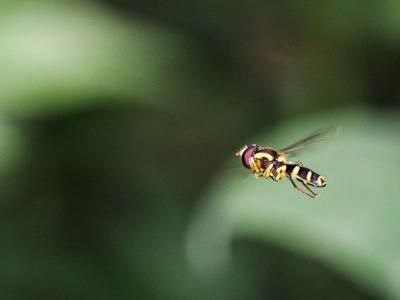  Xanthogramma dives (Rondani, 1857)