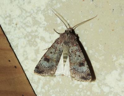 Noctuelle farouche (La) Agrotis trux (Hübner, 1824)