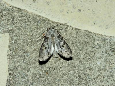 Xyline brouillée (La) Scotochrosta pulla (Denis & Schiffermüller, 1775)