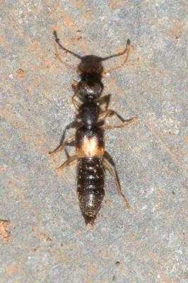  Astenus gracilis (Paykull, 1789)