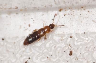  Plataraea Thomson, 1858