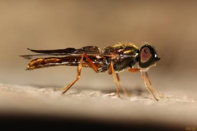  Sargus bipunctatus (Scopoli, 1763)