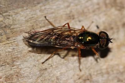  Sargus bipunctatus (Scopoli, 1763)