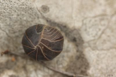  Armadillo officinalis Duméril, 1816