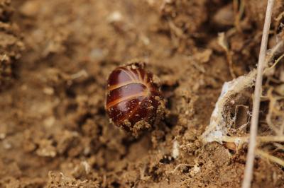 Cloporte commun (Le), Armadille commune (L'), Arma Armadillidium vulgare (Latreille, 1804)