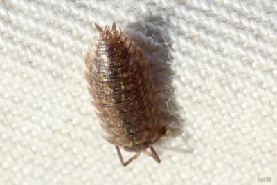 Cloporte commun (Le) Oniscus asellus Linnaeus, 1758
