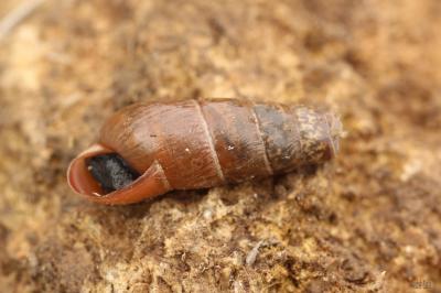 Bulime tronqué Rumina decollata (Linnaeus, 1758)
