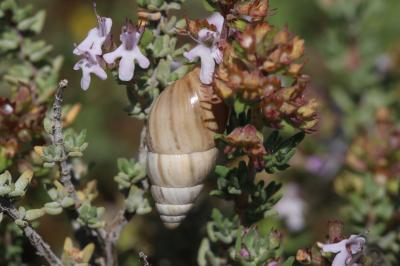 Bulime zébré Zebrina detrita (O.F. Müller, 1774)