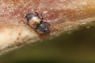  Omosita discoidea (Fabricius, 1775)