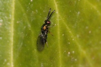  Pteromalidae Dalman, 1820