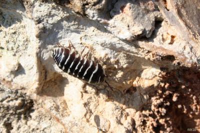  Armadillidium maculatum Risso, 1816