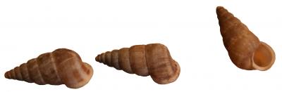 Cochlostome méridional Cochlostoma patulum (Draparnaud, 1801)