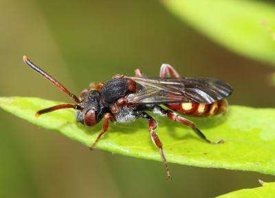  Nomada armata Herrich-Schäffer, 1839