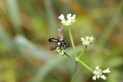  Cylindromyia intermedia (Meigen, 1824)