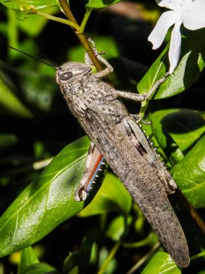 Criquet égyptien Anacridium aegyptium (Linnaeus, 1764)