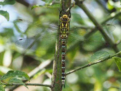 Aeschne bleue (L') Aeshna cyanea (O.F. Müller, 1764)
